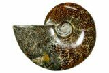 Polished Ammonite (Cleoniceras) Fossil - Madagascar #365059-1